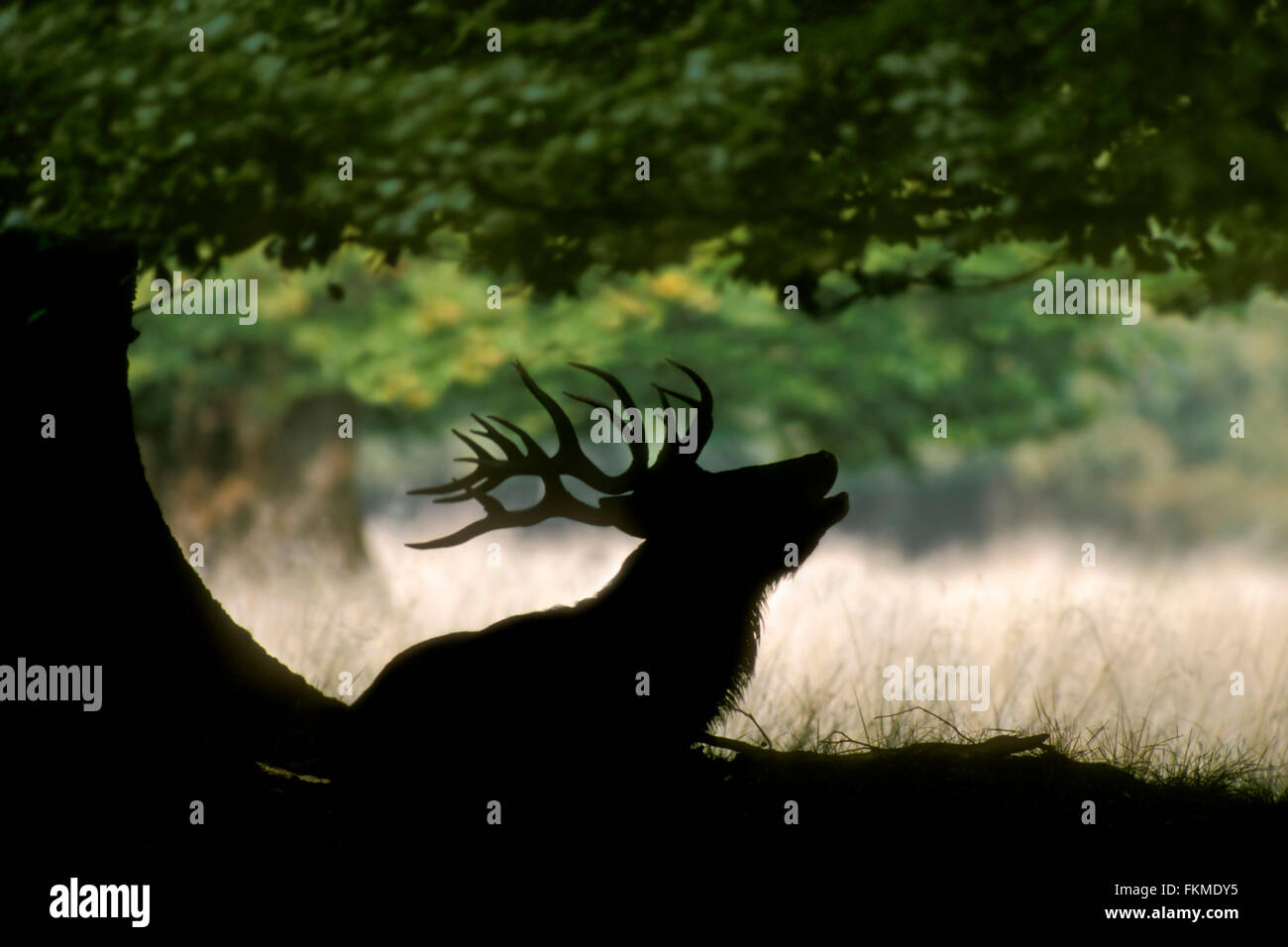 Silhouette of red deer (Cervus elaphus) stag under oak tree bellowing during the rut in autumn forest Stock Photo