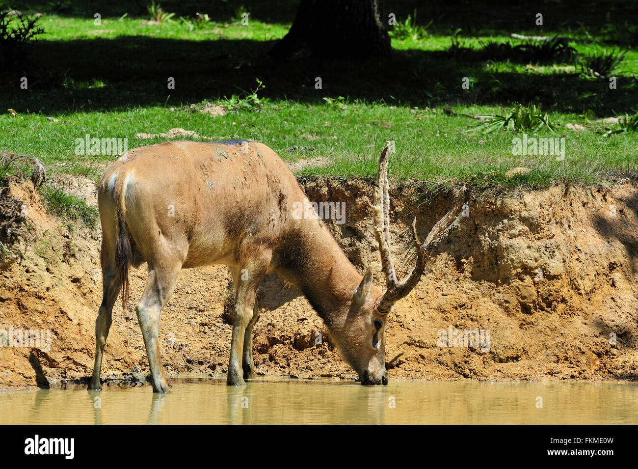 Pere David's deer / Milu (Elaphurus davidianus) drinking from river, native to China Stock Photo