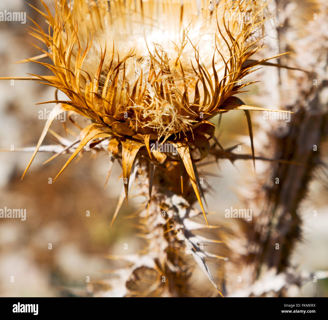 in the grass and abstract background purple flower Stock Photo - Alamy