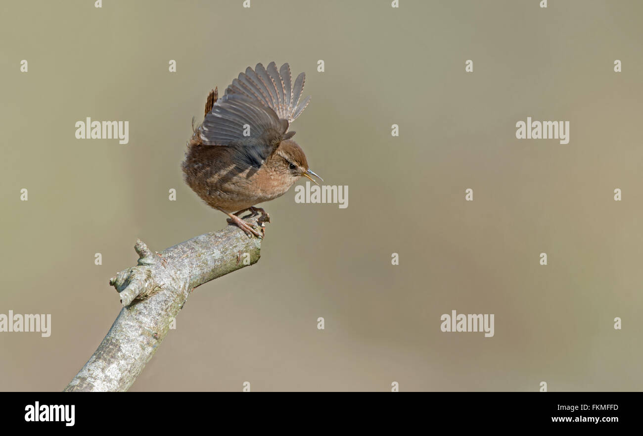 Wren- Troglodytes troglodytes displays. Spring. Uk Stock Photo