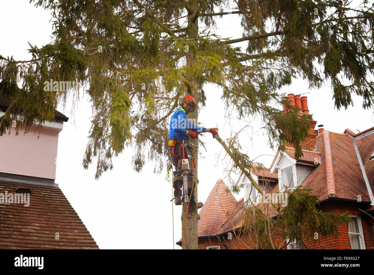 Tree felling UK; A tree surgeon in the process of cutting down a fir tree, UK Stock Photo