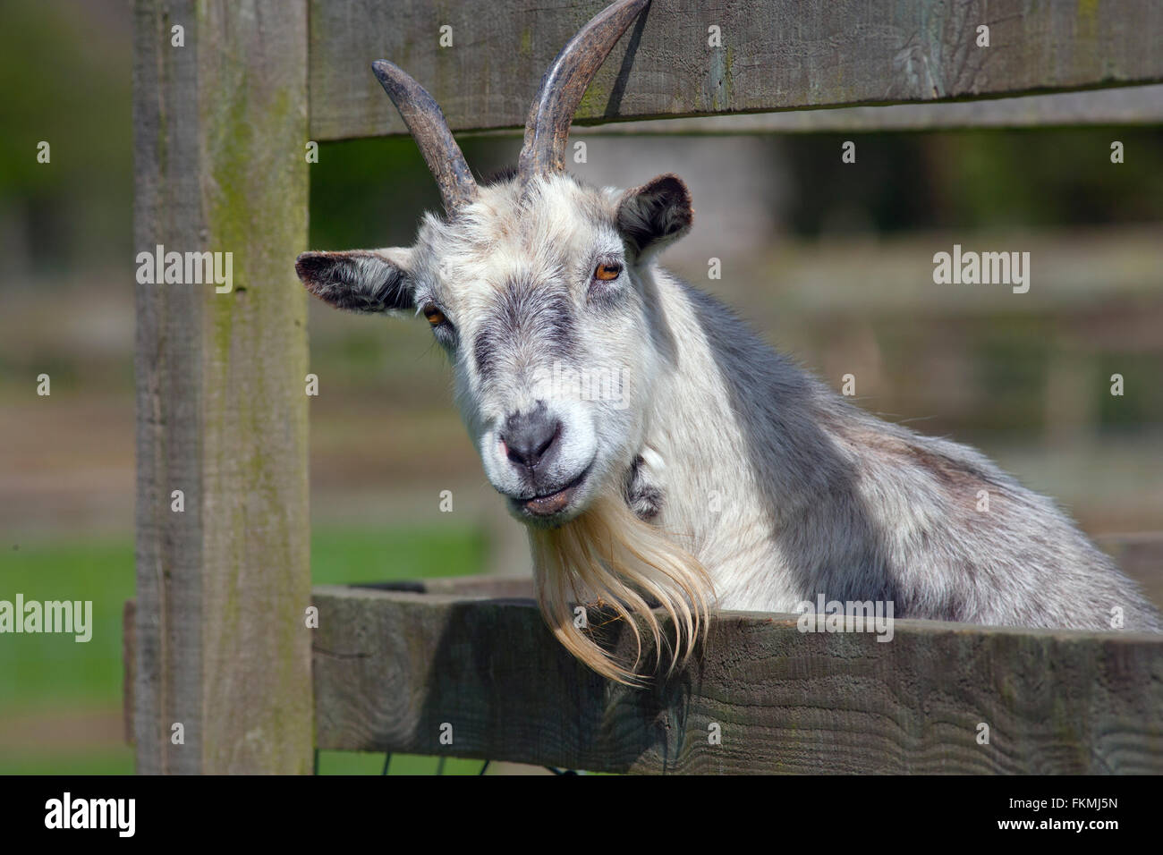 Pygmy Goat Portrait looking from enclosure Stock Photo