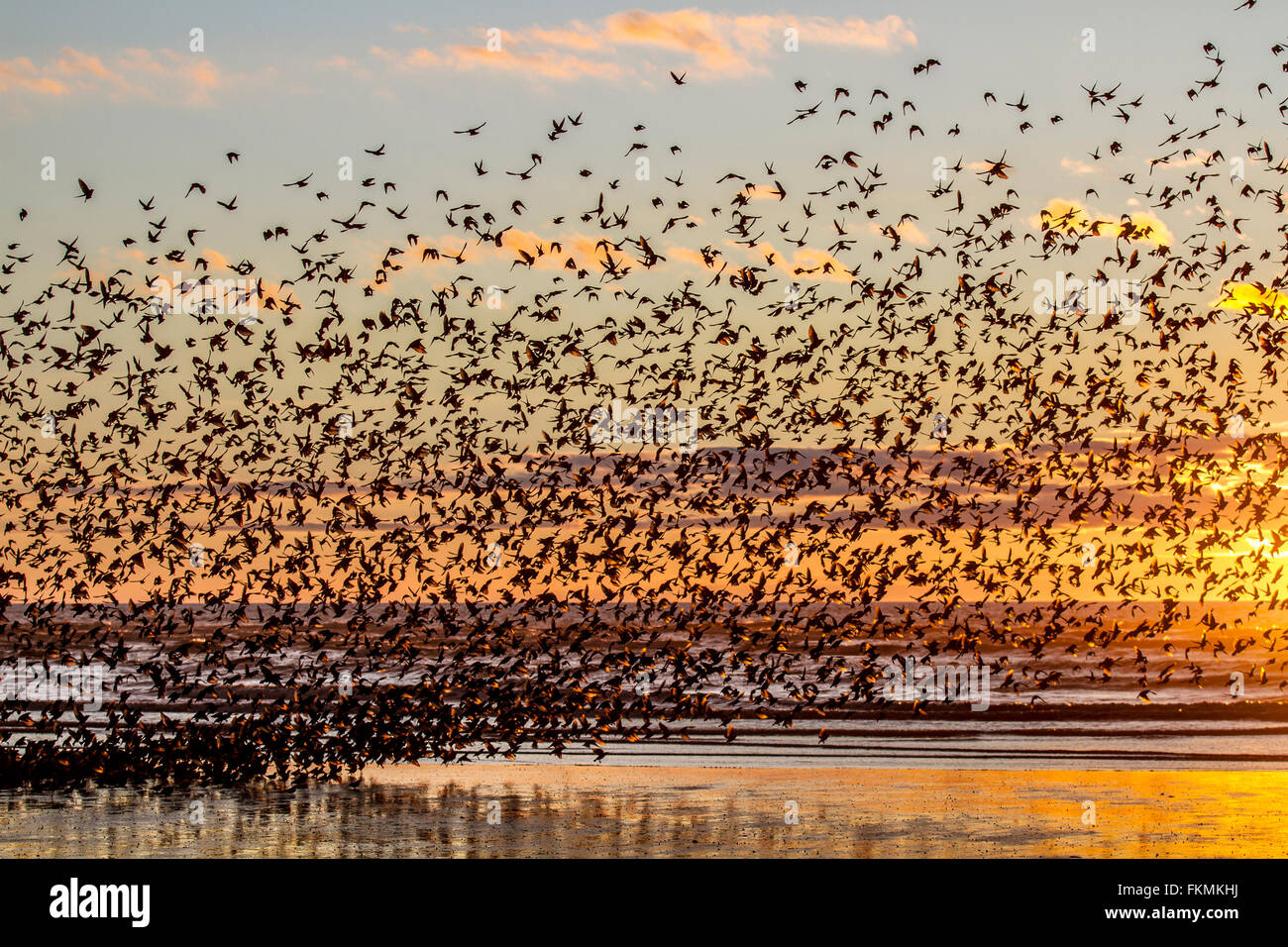 Birds in Flight, flying in the clouds flocks of Starlings at Blackpool, Lancashire, UK. Starling