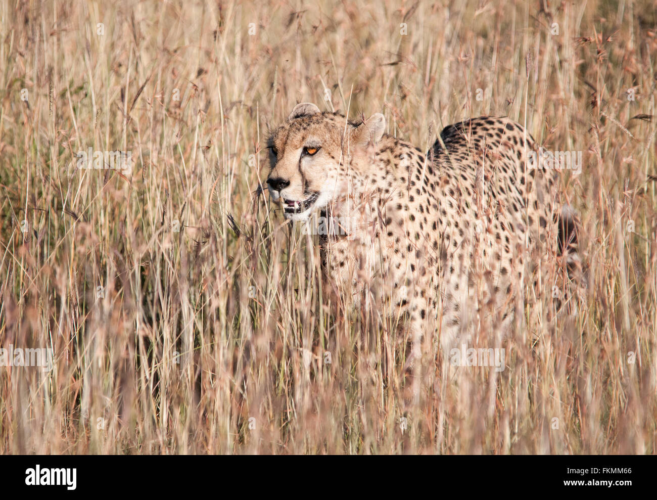 Cheetah (Acynonix jubatus) Stalking Through Tall Grasslands, Masai Mara National Reserve, Kenya, East Africa Stock Photo