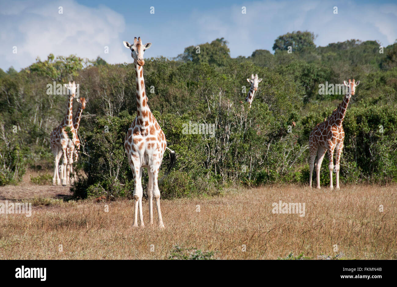 A Family Herd of Reticulated Giraffes (Giraffa camelopardalis reticulata), Aberdares National Park, Kenya, East Africa Stock Photo