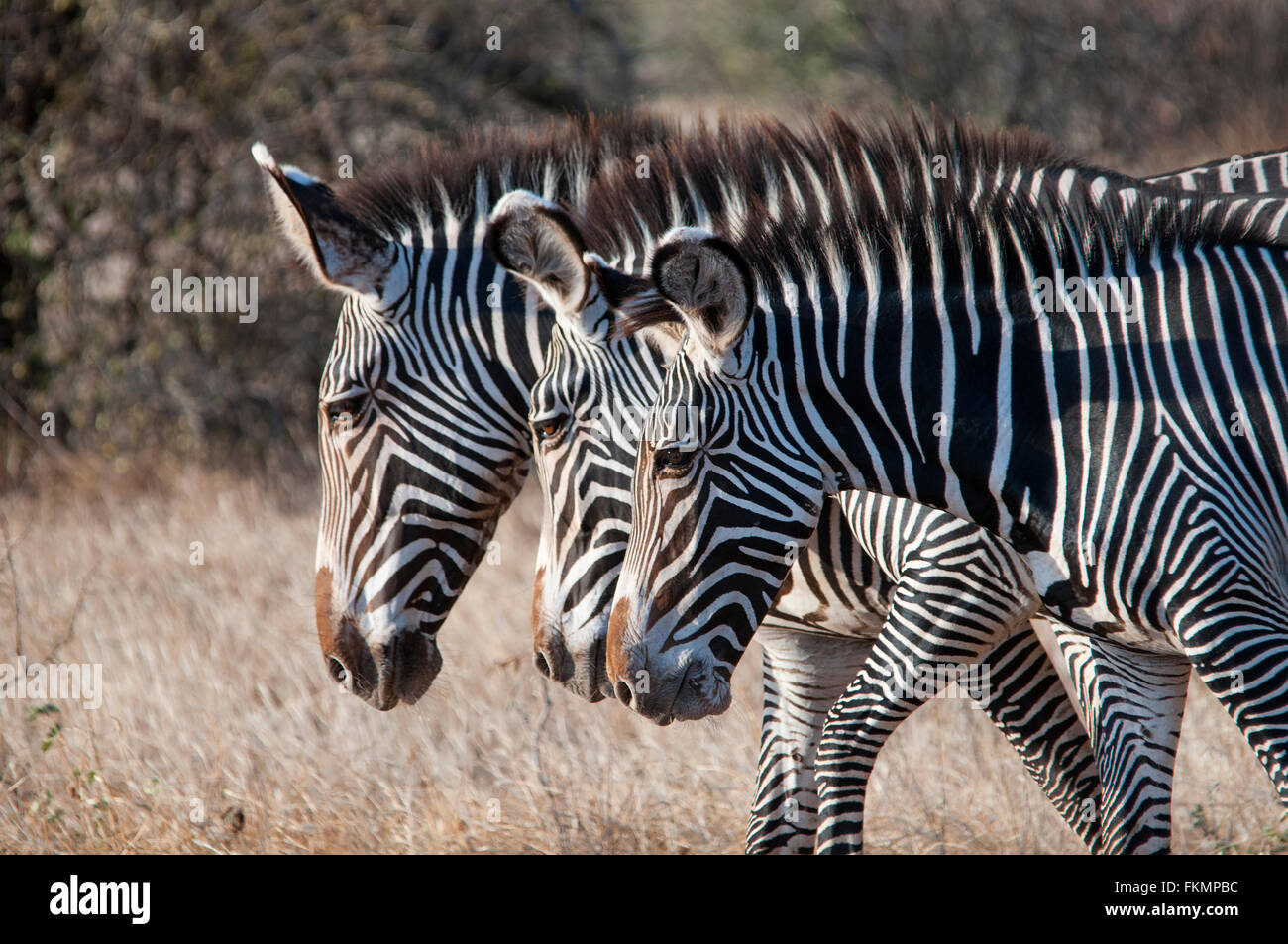 Grevy's Zebra (Equus grevyi), Samburu National Reserve, Kenya, East Africa Stock Photo