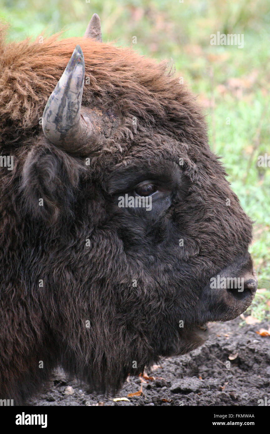 Wild bison in the summer in reserve Stock Photo