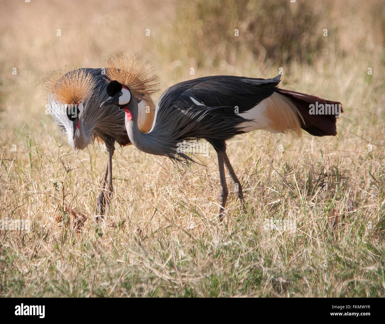 Pair of Grey Crowned Cranes (Balearica regulorum), Samburu National Reserve, Kenya, East Africa Stock Photo