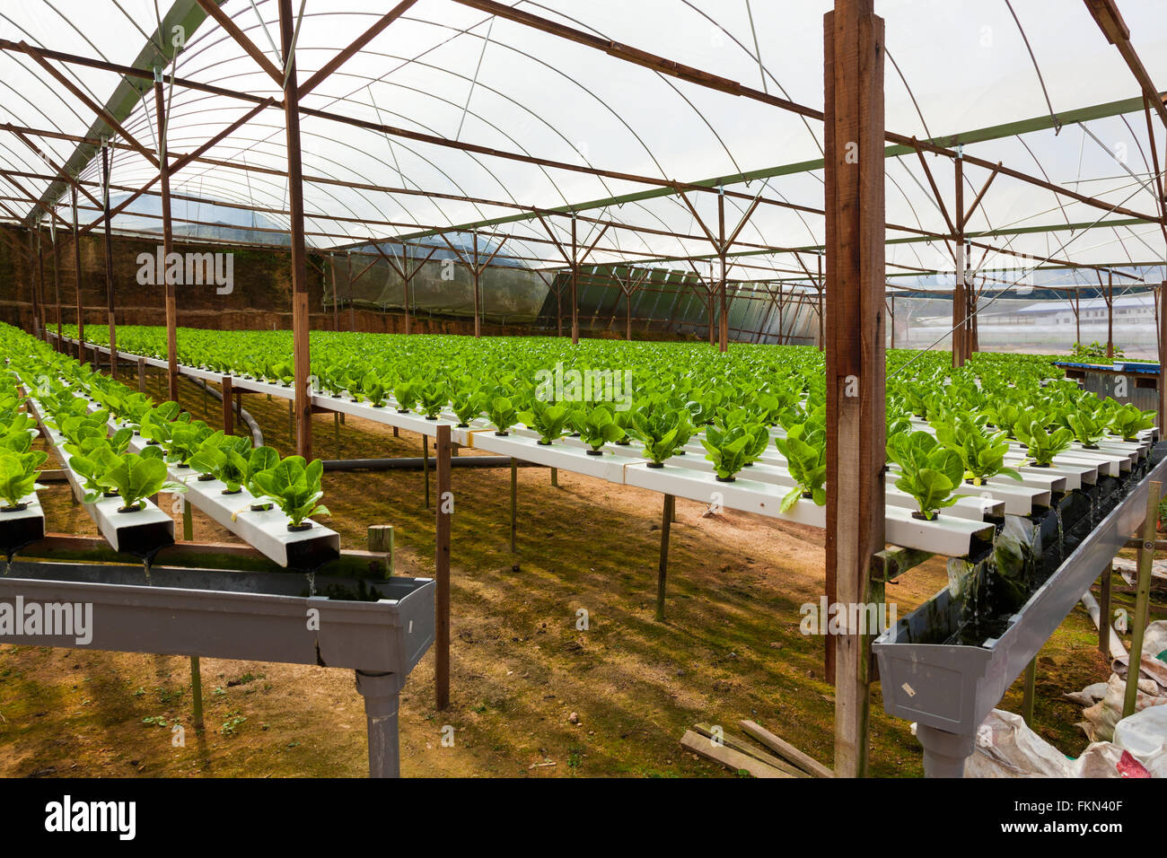 Hydroponics hi-res stock photography and images - Alamy