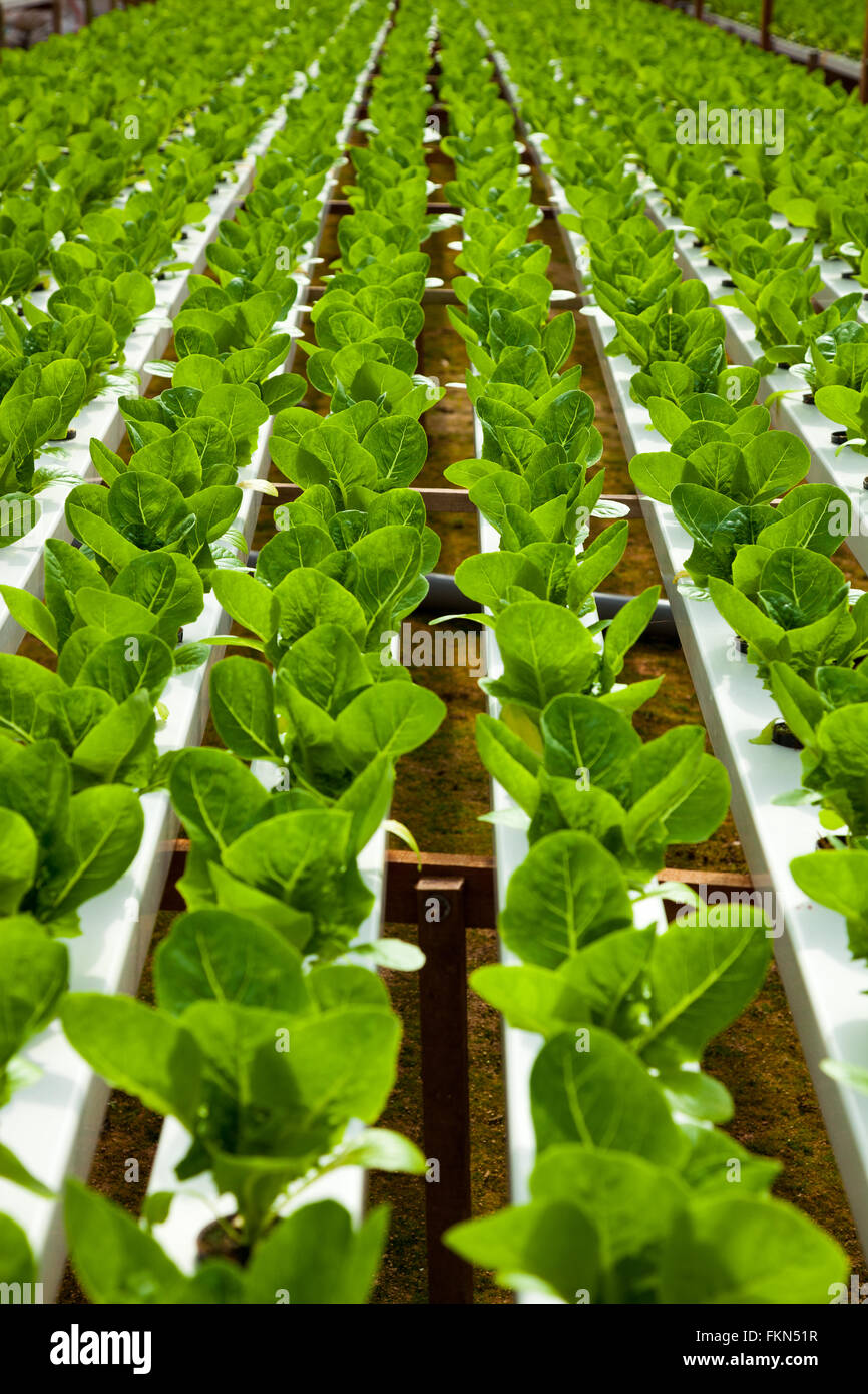 Hydroponics lettuce vegetable plantation rows Stock Photo - Alamy