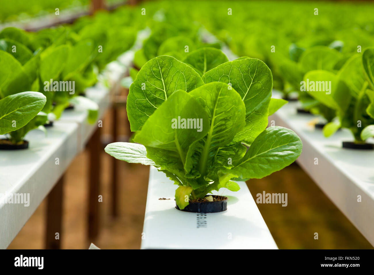 Hydroponics lettuce vegetable plantation rows Stock Photo - Alamy