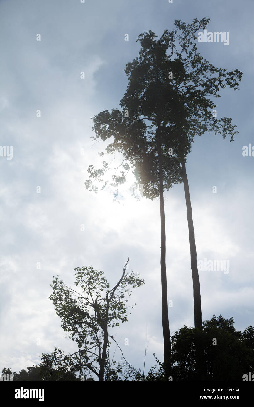 Tall silhouette hi-res stock photography and images - Alamy