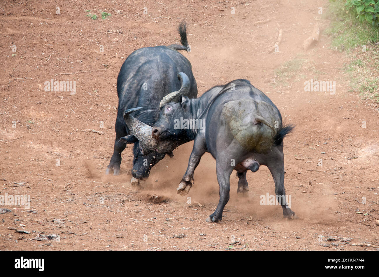 Two Cape Buffalo (Syncerus caffer) Fighting, Mount Kenya National Park, Kenya, East Africa Stock Photo