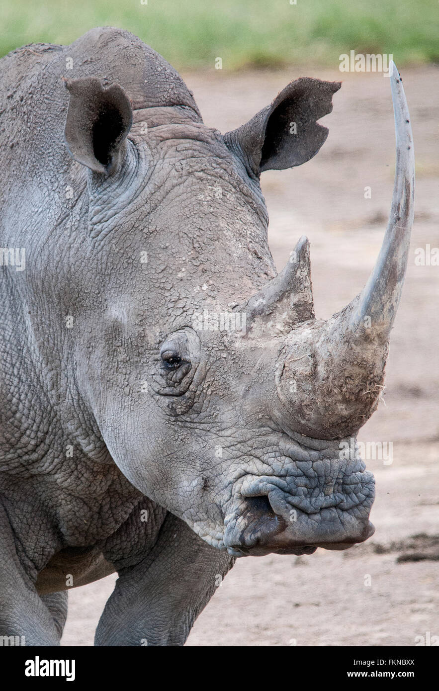 White Rhinoceros (Cerototherium simium), Lake Nakuru National Park, Kenya, East Africa Stock Photo