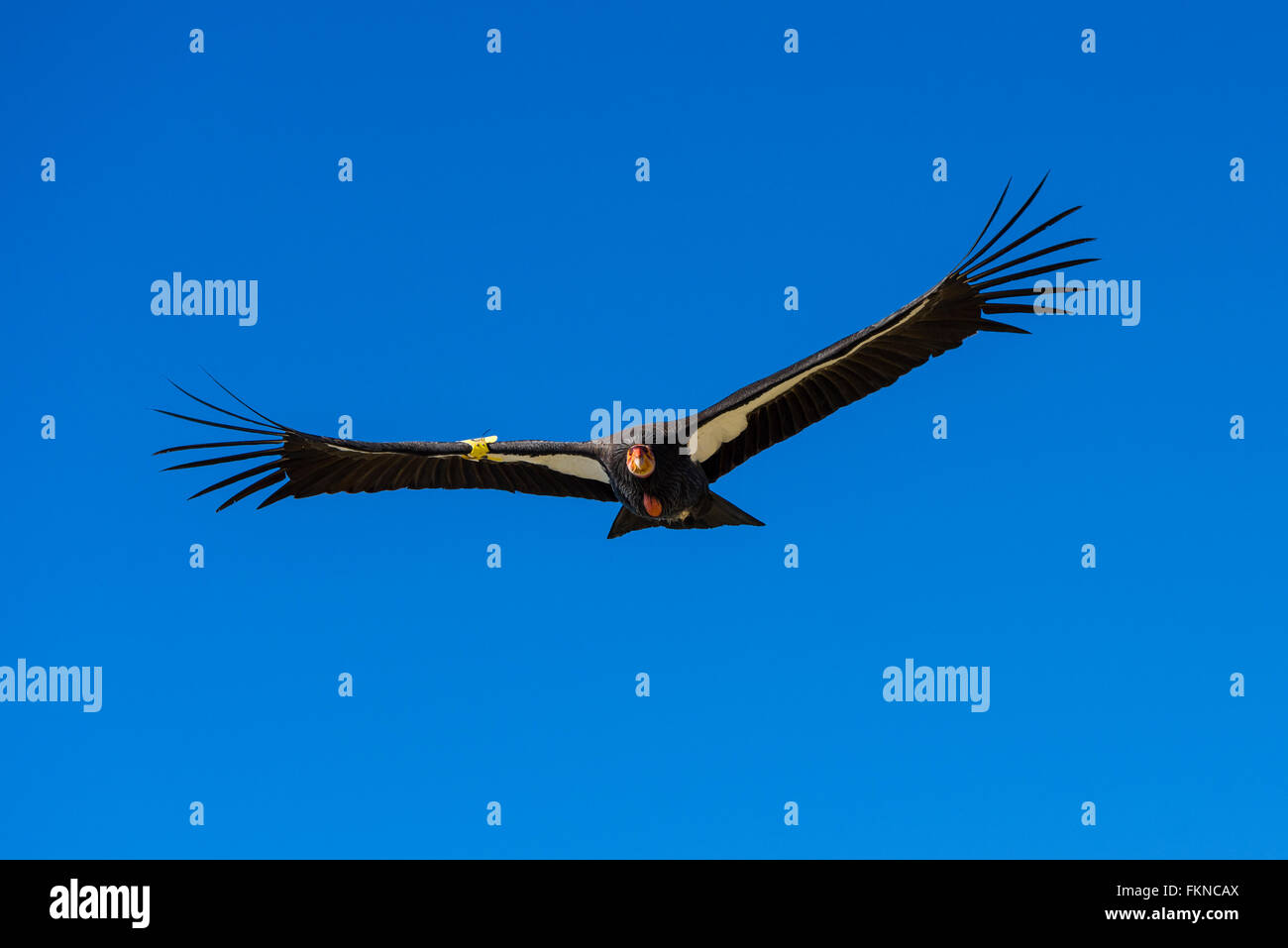Adult endangered California Condor in flight against blue sky along the Big Sur Coast near