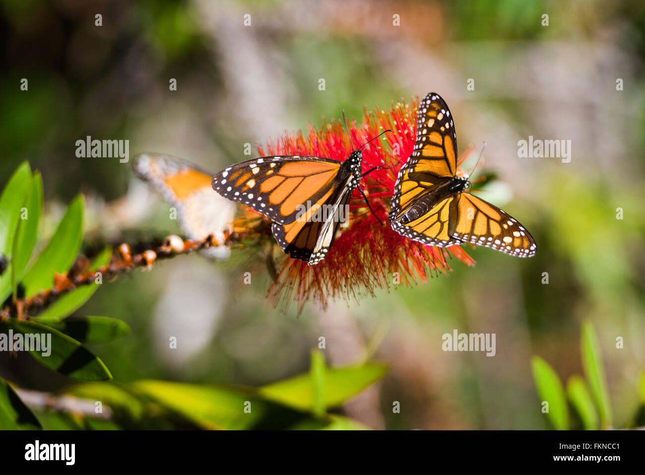 Monarch butterflies (Danaus plexippus) on red bush along the california coast in Big Sur, USA Stock Photo