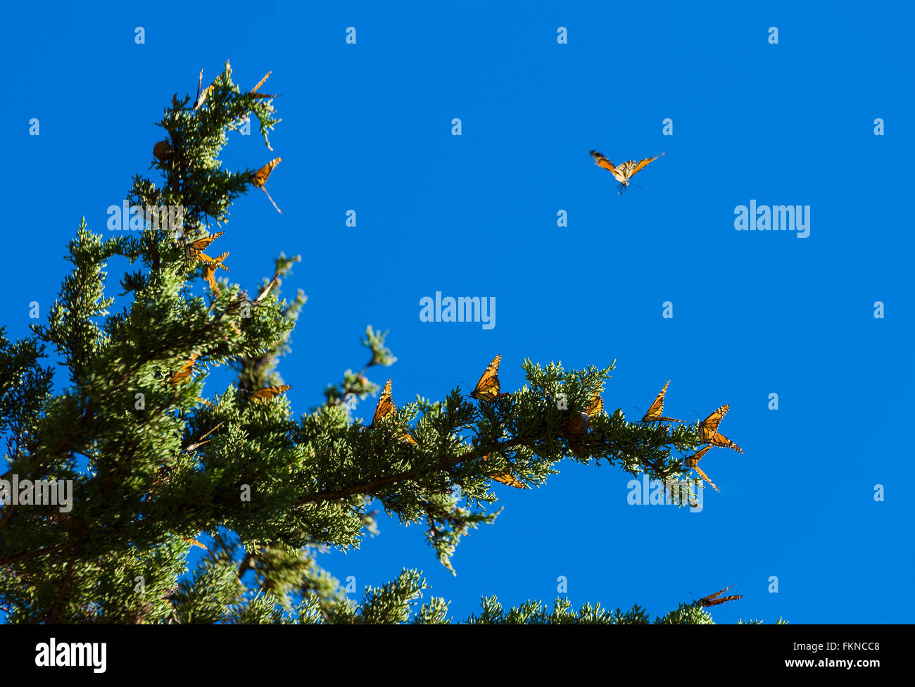 Many Monarch butterflies (Danaus plexippus) gathered on a tree along the california coast in Big Sur, USA Stock Photo