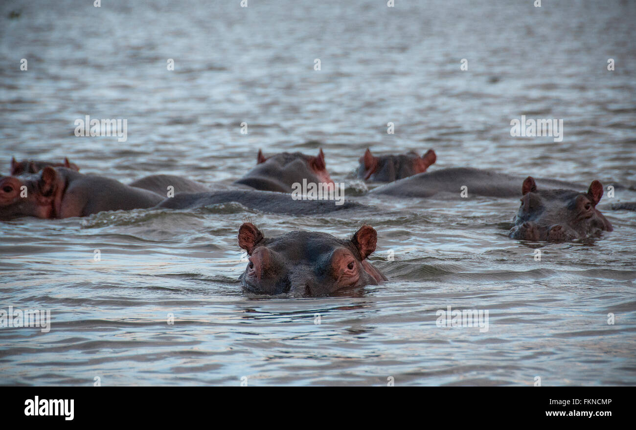 Herd of Hippopotamus (Hippopotamus amphibius) in Lake Naivasha, Great Rift Valley, Kenya, East Africa Stock Photo