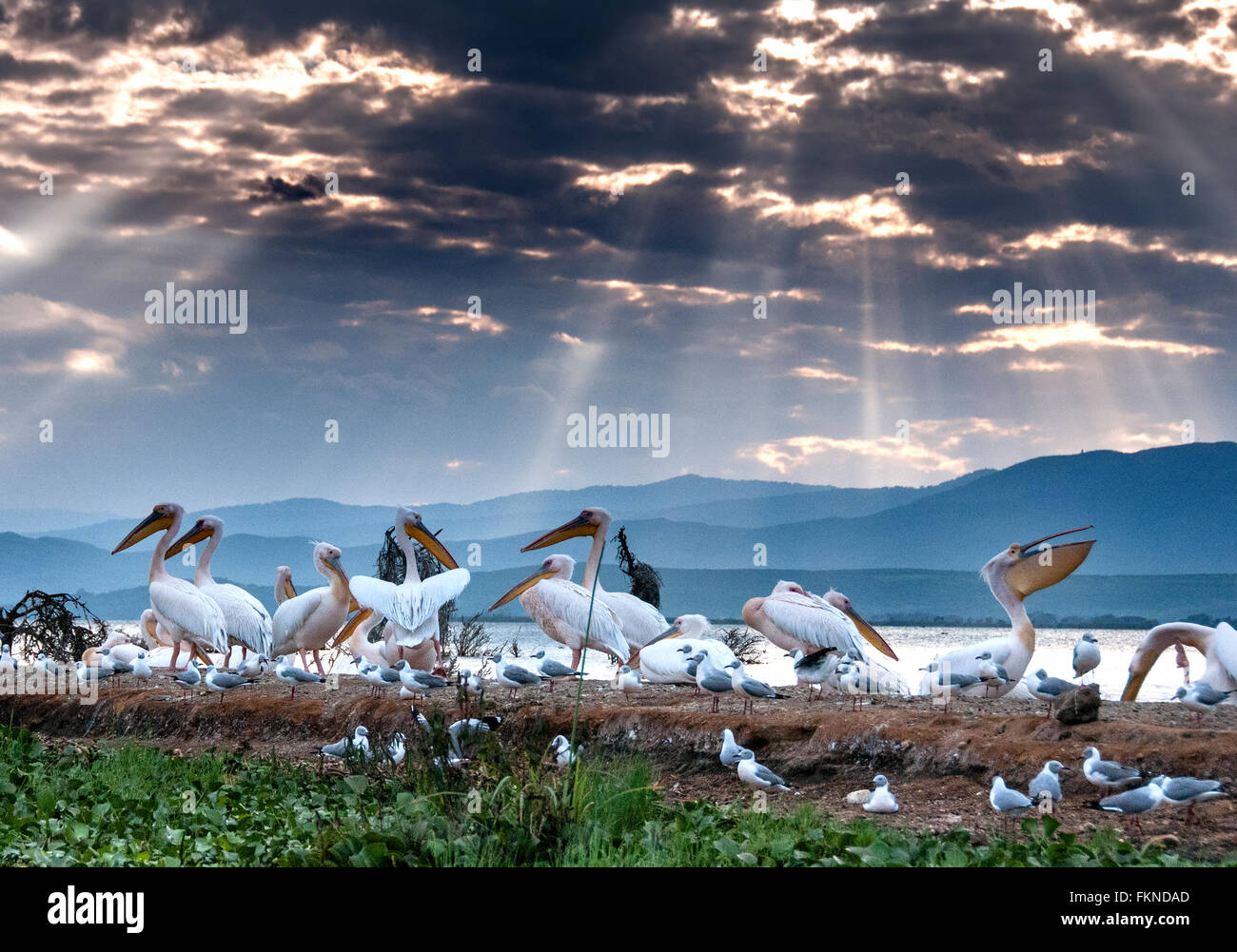 Great White Pelicans (Pelecanus onocrotalus) on the shore of Lake Naivasha, Great Rift Valley, Kenya, East Africa Stock Photo