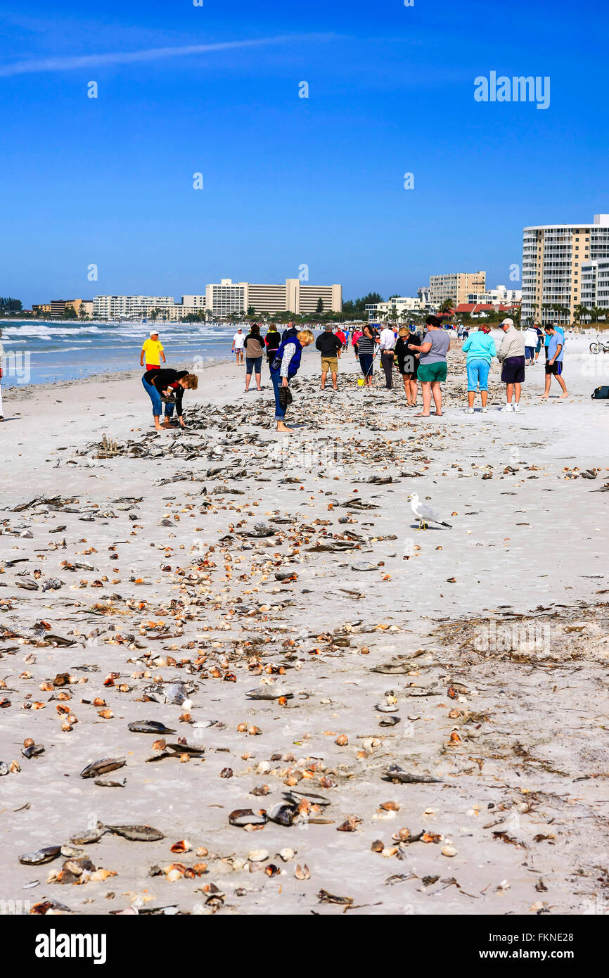 View of Siesta Key beach in Sarasota Florida after a high tide and