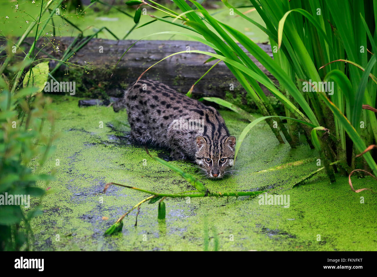 Fishing Cat, adult hunting, Asia / (Prionailurus viverrinus) Stock Photo