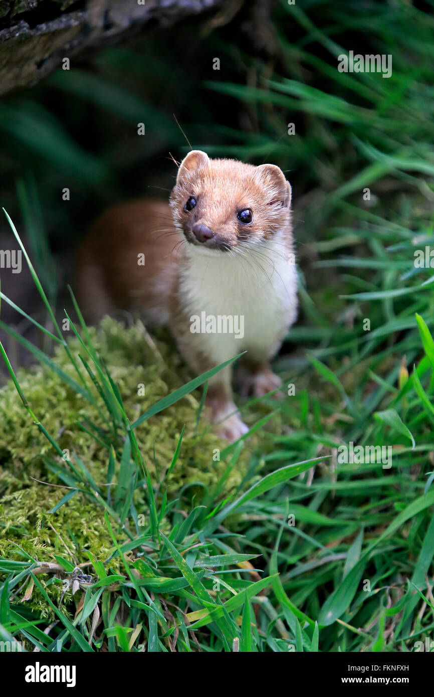 Stoat, short-tailed weasel, Surrey, England, Europe / (Mustela erminea) Stock Photo