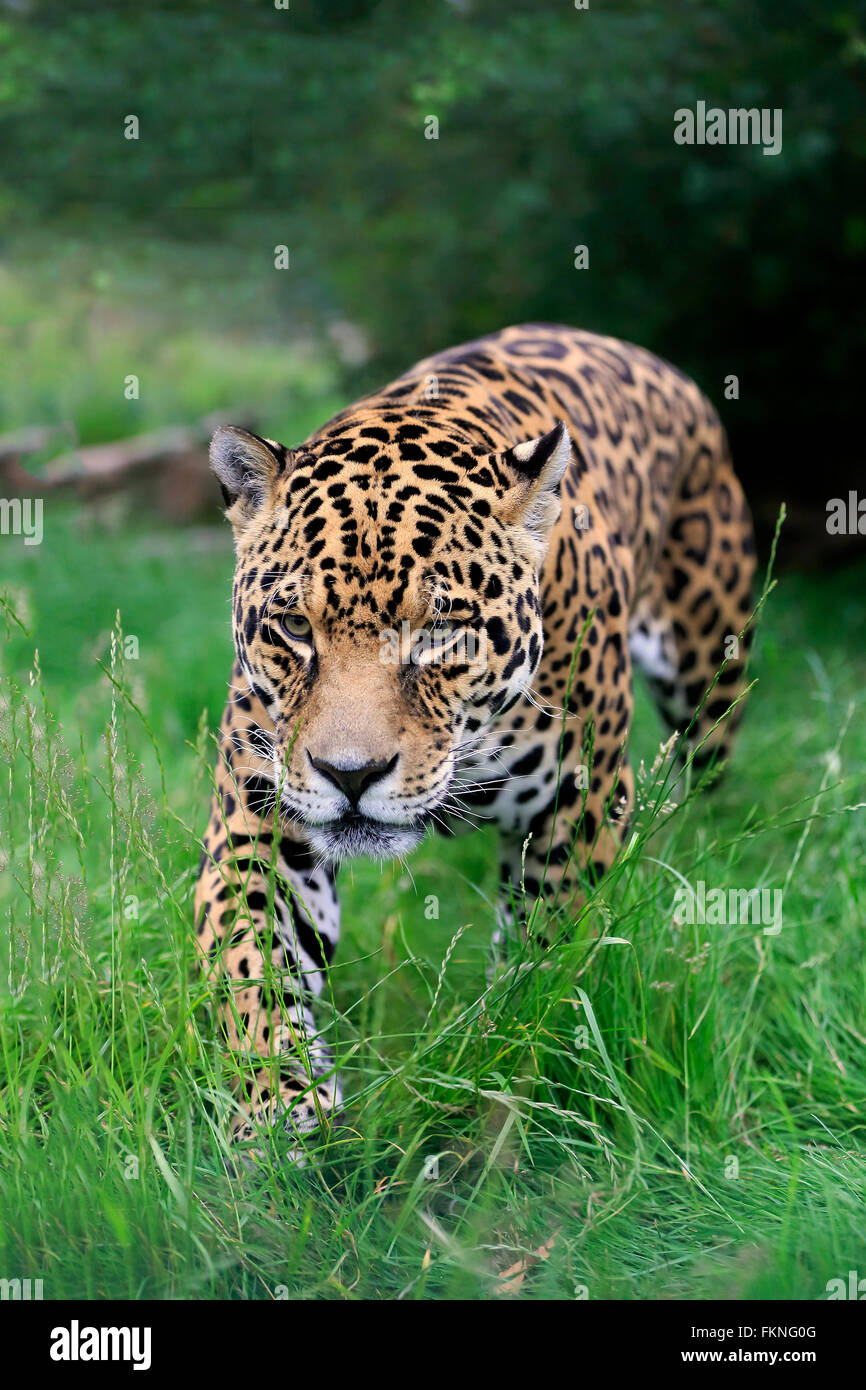 Jaguar, South America / (Panthera onca) Stock Photo