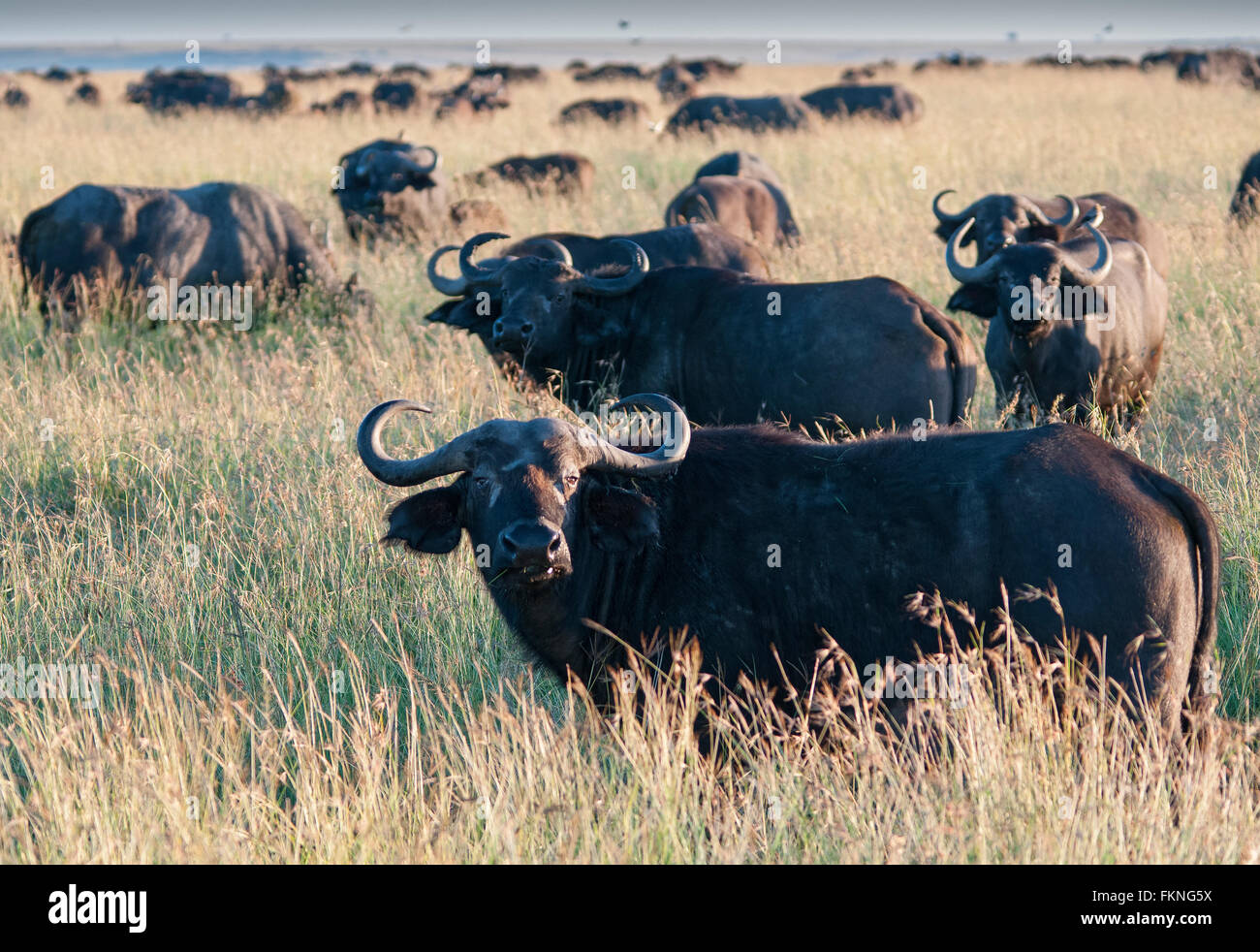 Herd of Cape Buffalo (Syncerus caffer), Masai Mara National Reserve, Kenya, East Africa Stock Photo