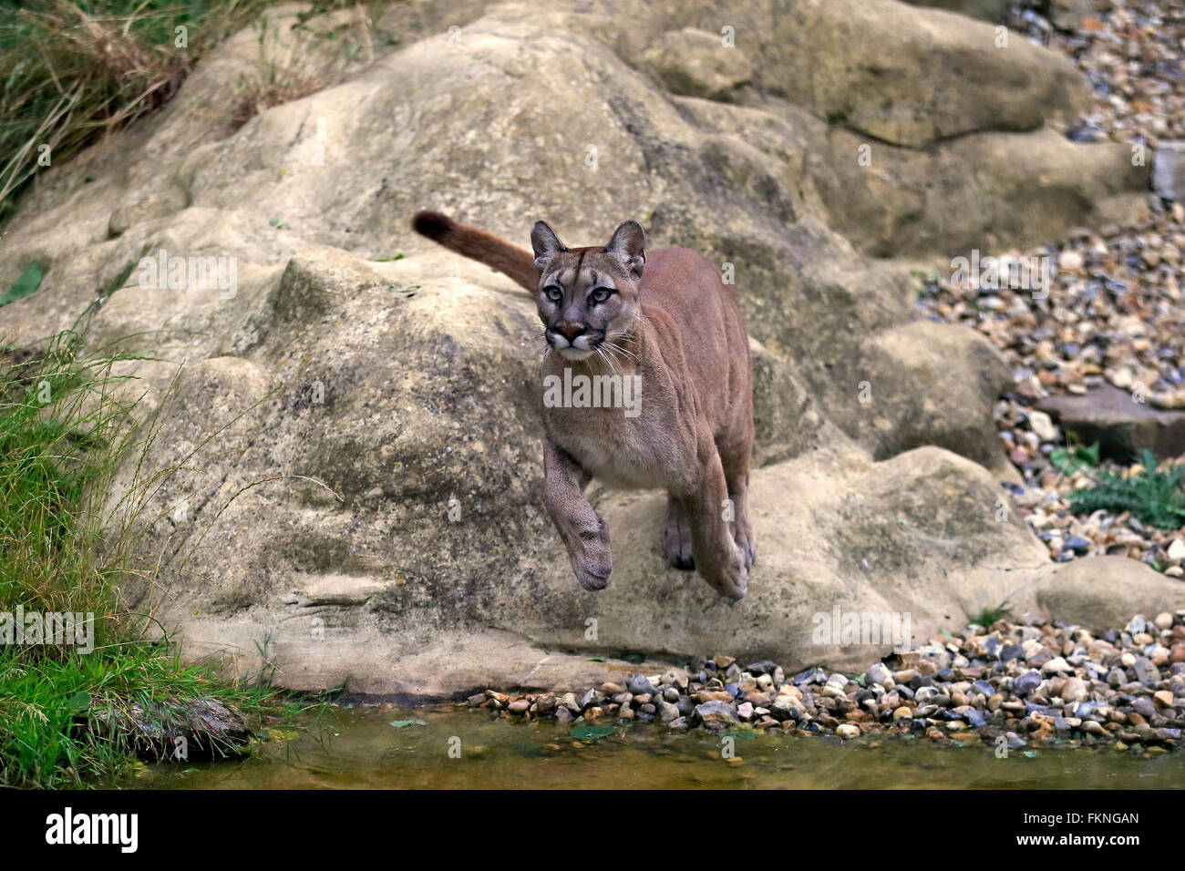 Mountain Lion, America / (Felis concolor) Stock Photo