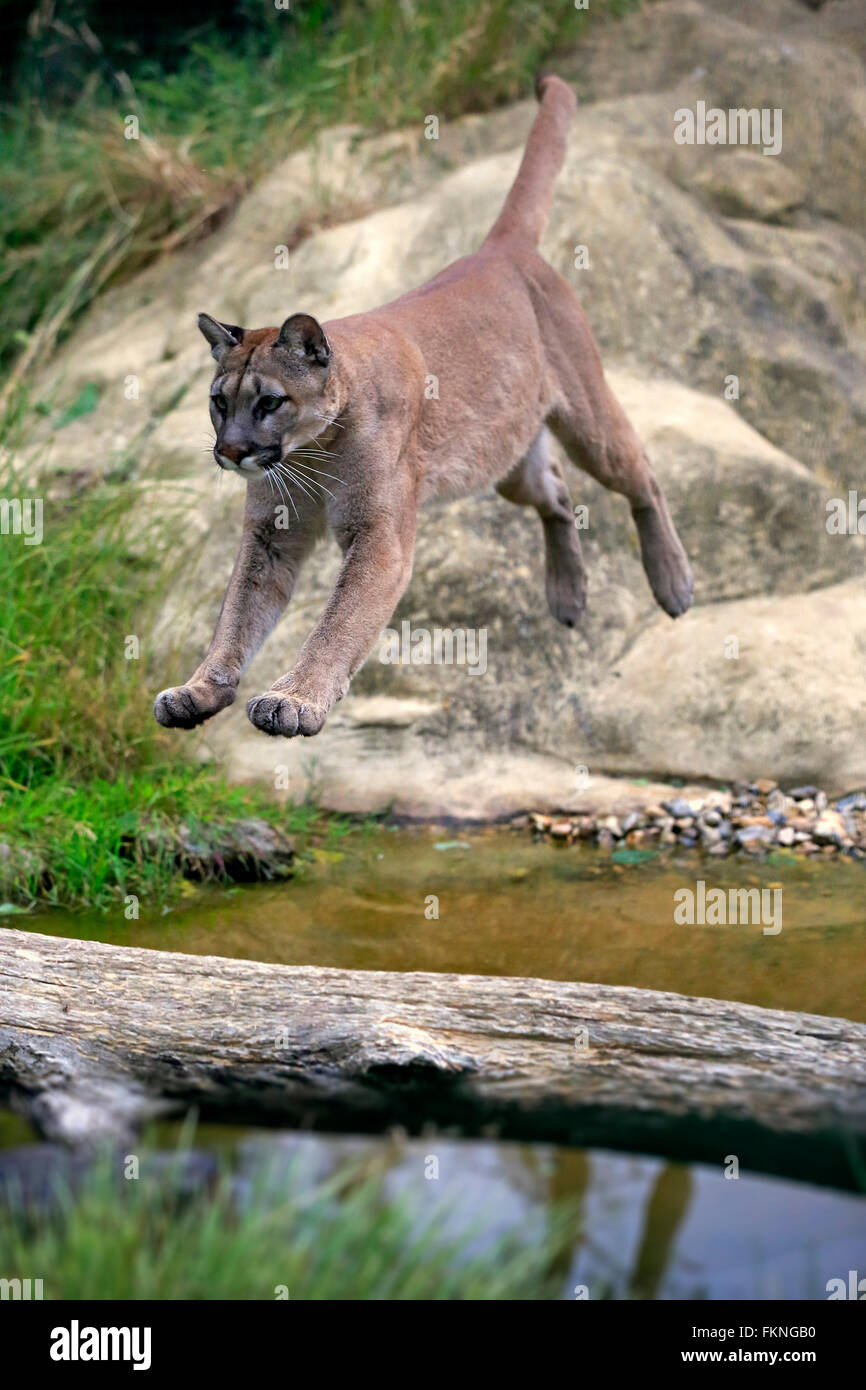 Mountain Lion, America / (Felis concolor) Stock Photo