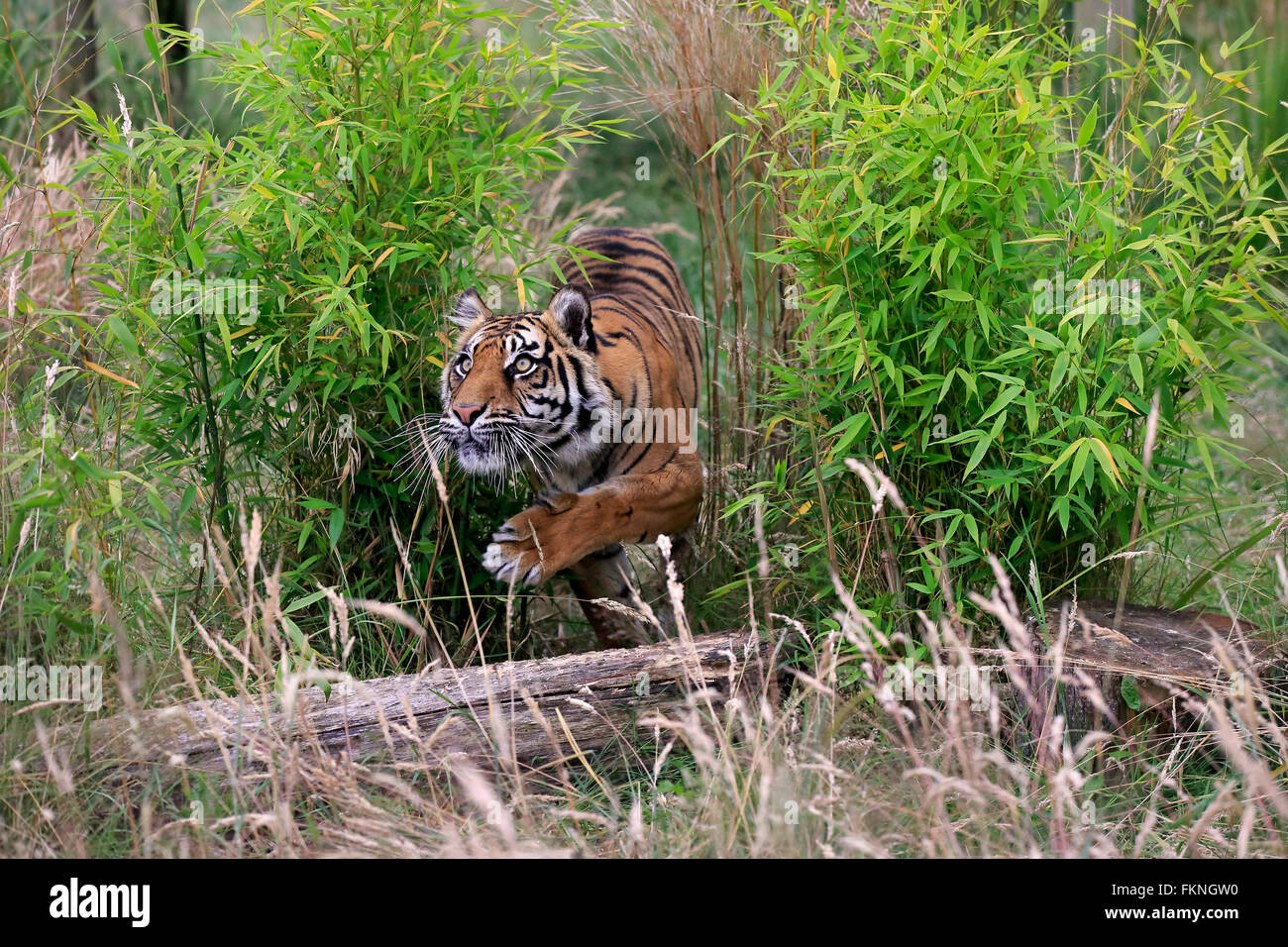 Siberian Tiger, Asia / (Panthera tigris altaica) Stock Photo