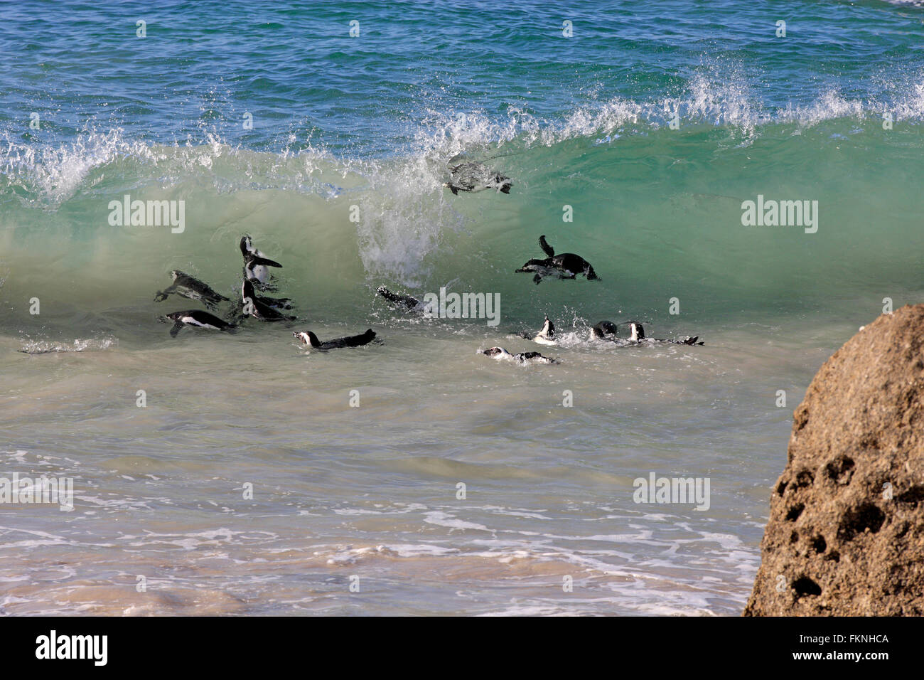 Jackass Penguin, Boulders Beach, Simonstown, Western Cape, South Africa, Africa / (Spheniscus demersus) Stock Photo