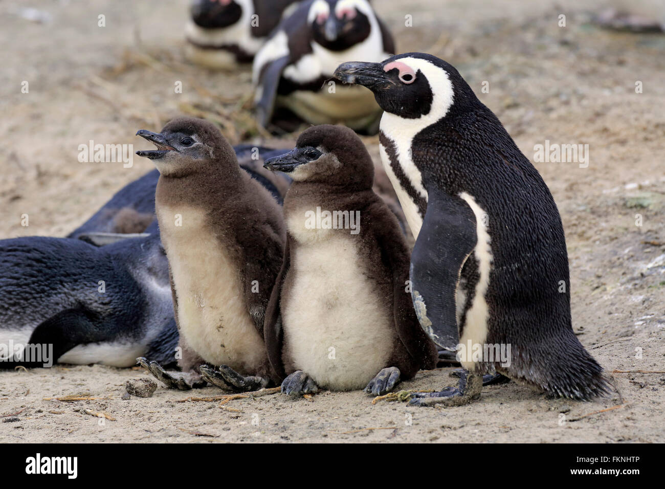 Jackass Penguin with youngs, Boulders Beach, Simonstown, Western Cape, South Africa, Africa / (Spheniscus demersus) Stock Photo