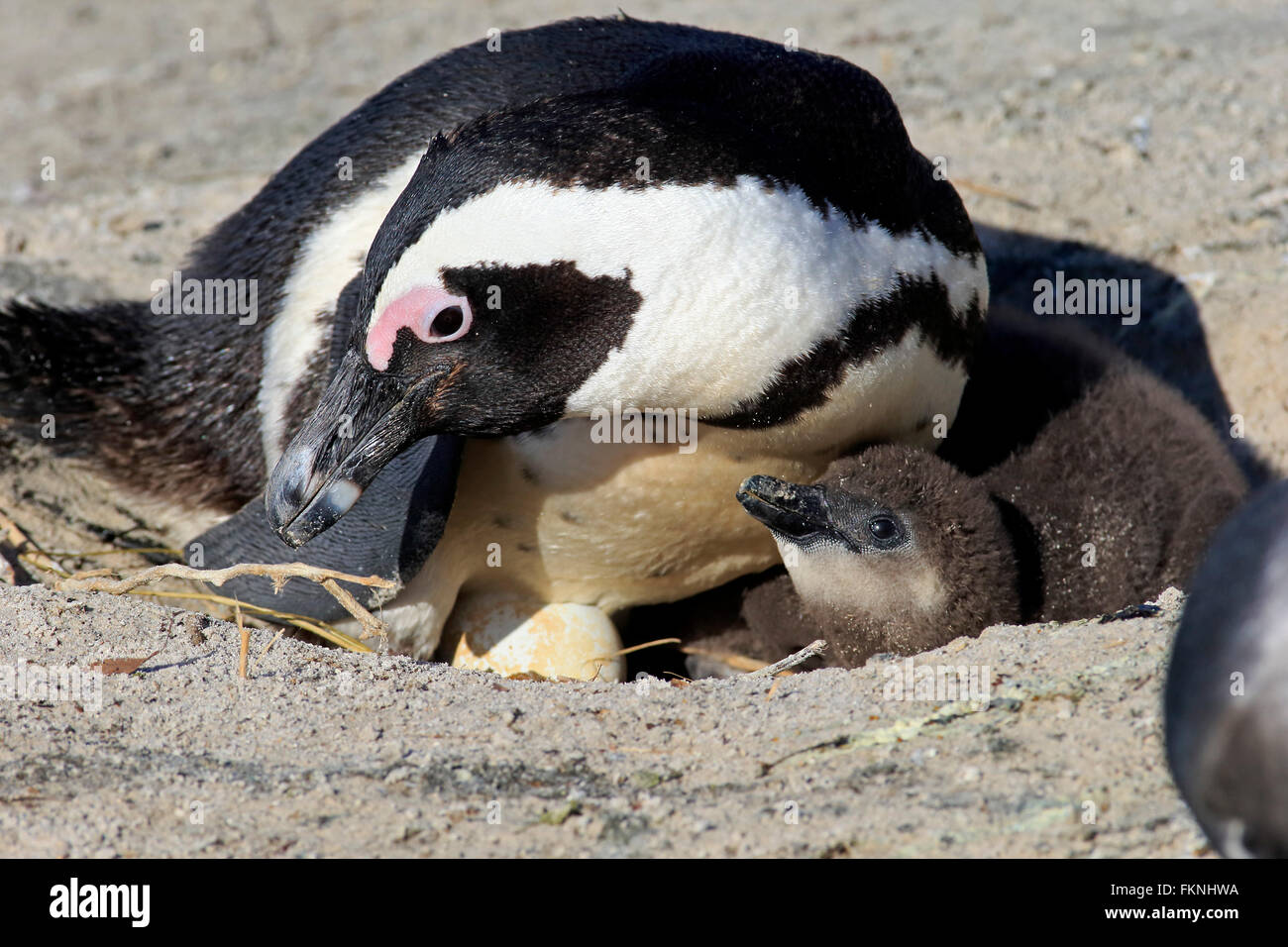 Jackass penguins egg nest hires stock photography and images Alamy