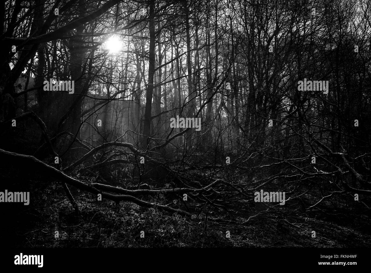 Winter sunlight in the dark woods. Fallen branches with an edge of frost. Stock Photo