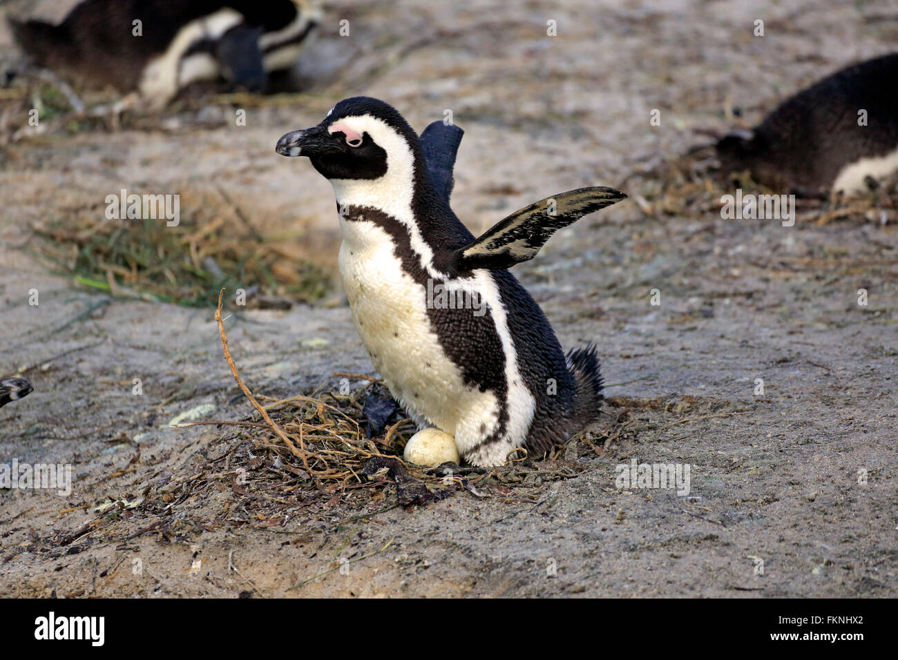 Jackass Penguin African penguin adult with egg at nest spread wings Boulders Beach Simonstown Western Cape South Africa Africa Stock Photo