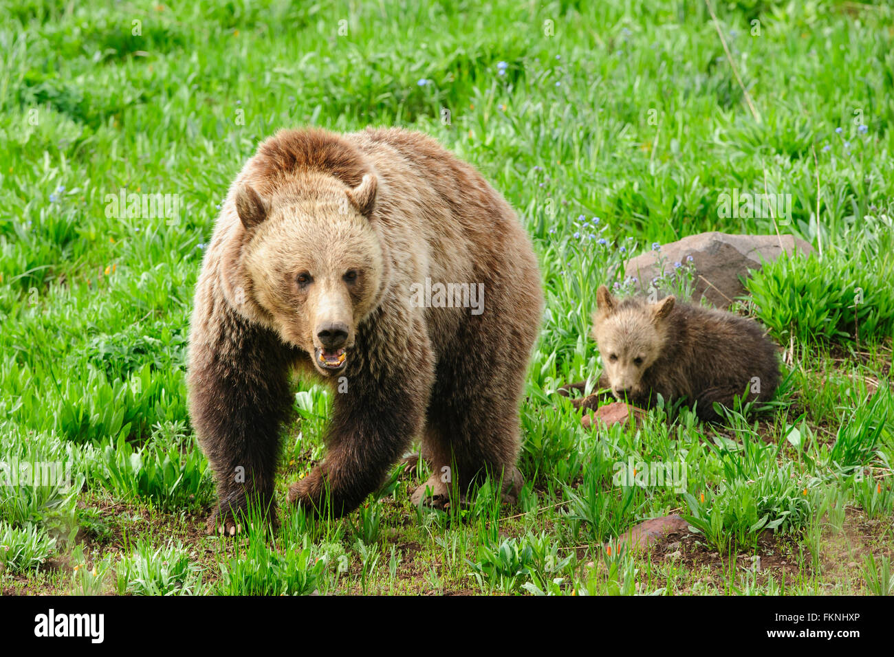 A Grizzly Bear Sow Ursus Arctos With Her Cub Yellowstone National