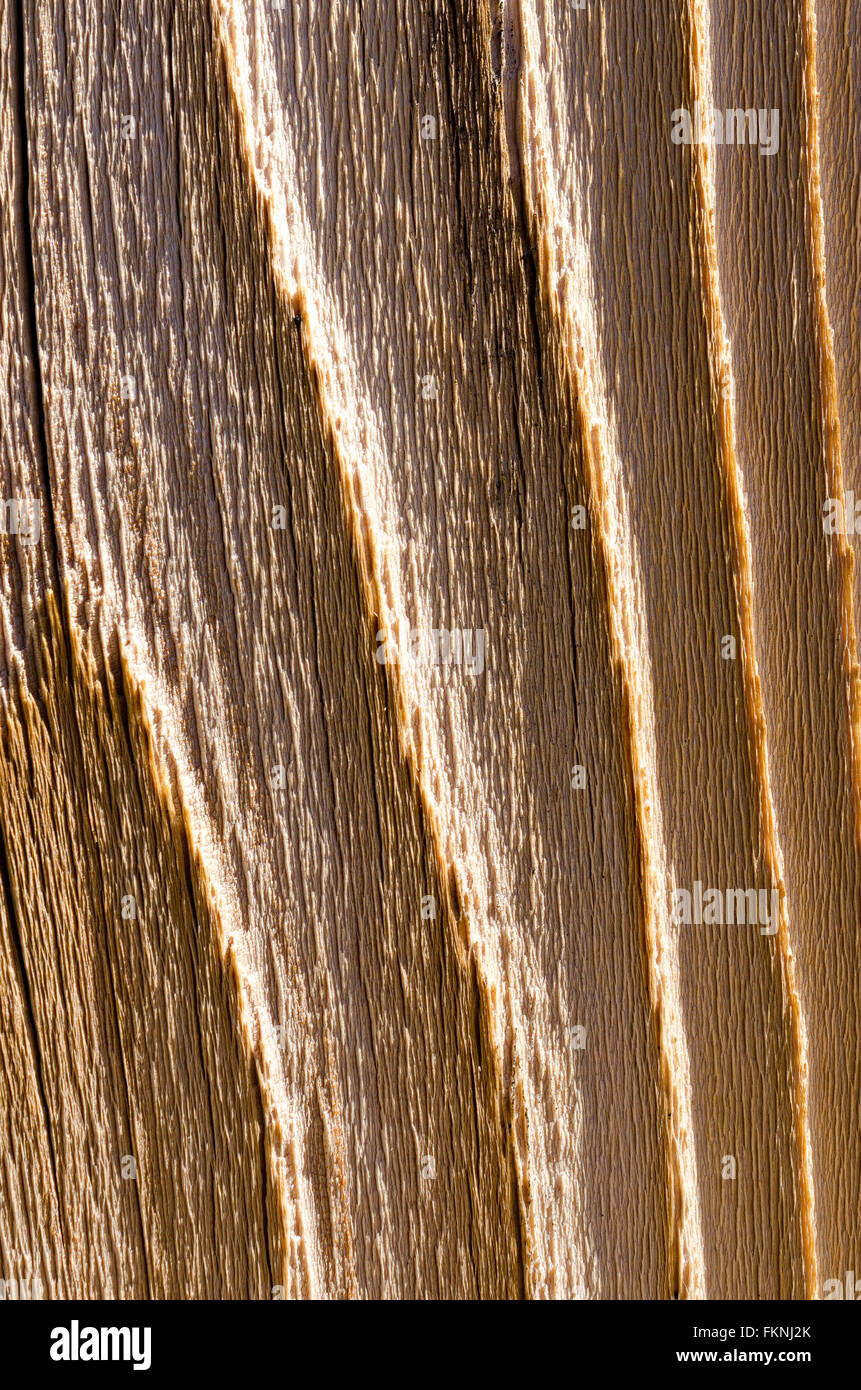 extreme close up of weathered wooden fence plank showing coarse wood grain pattern. Stock Photo
