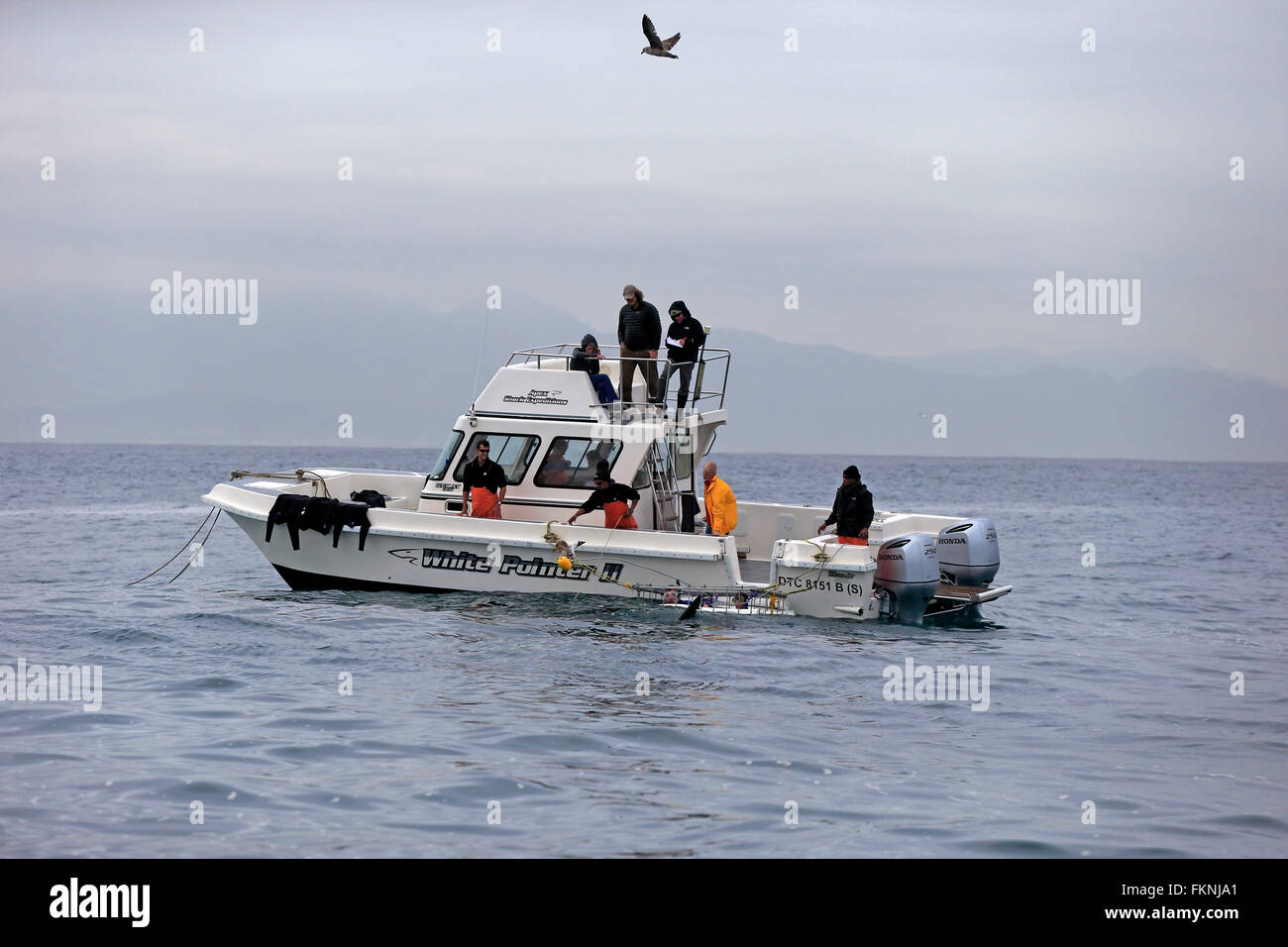 Shark Safari Boat Shark Explorer boat with divers Tourists Simonstown Western Cape South Africa Africa Stock Photo