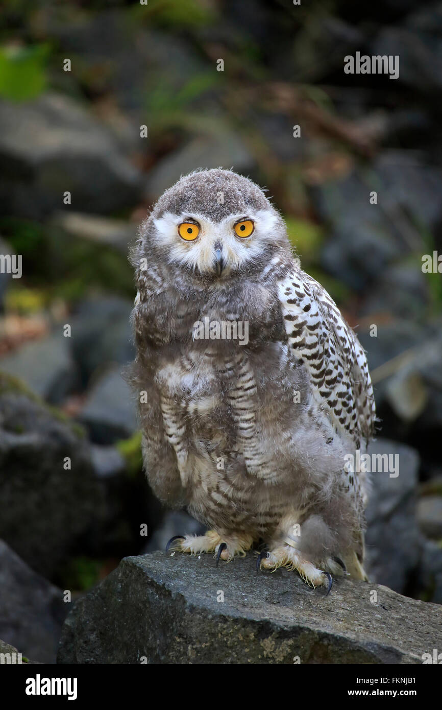 Snowy Owl, young bird, Scandinavia, Europe / (Nyctea scandiaca) Stock Photo