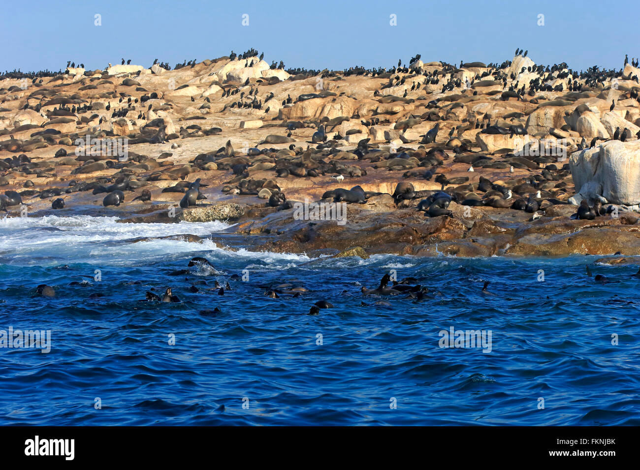seal-colony-at-duiker-island-hout-bay-south-africa-stock-photo-alamy