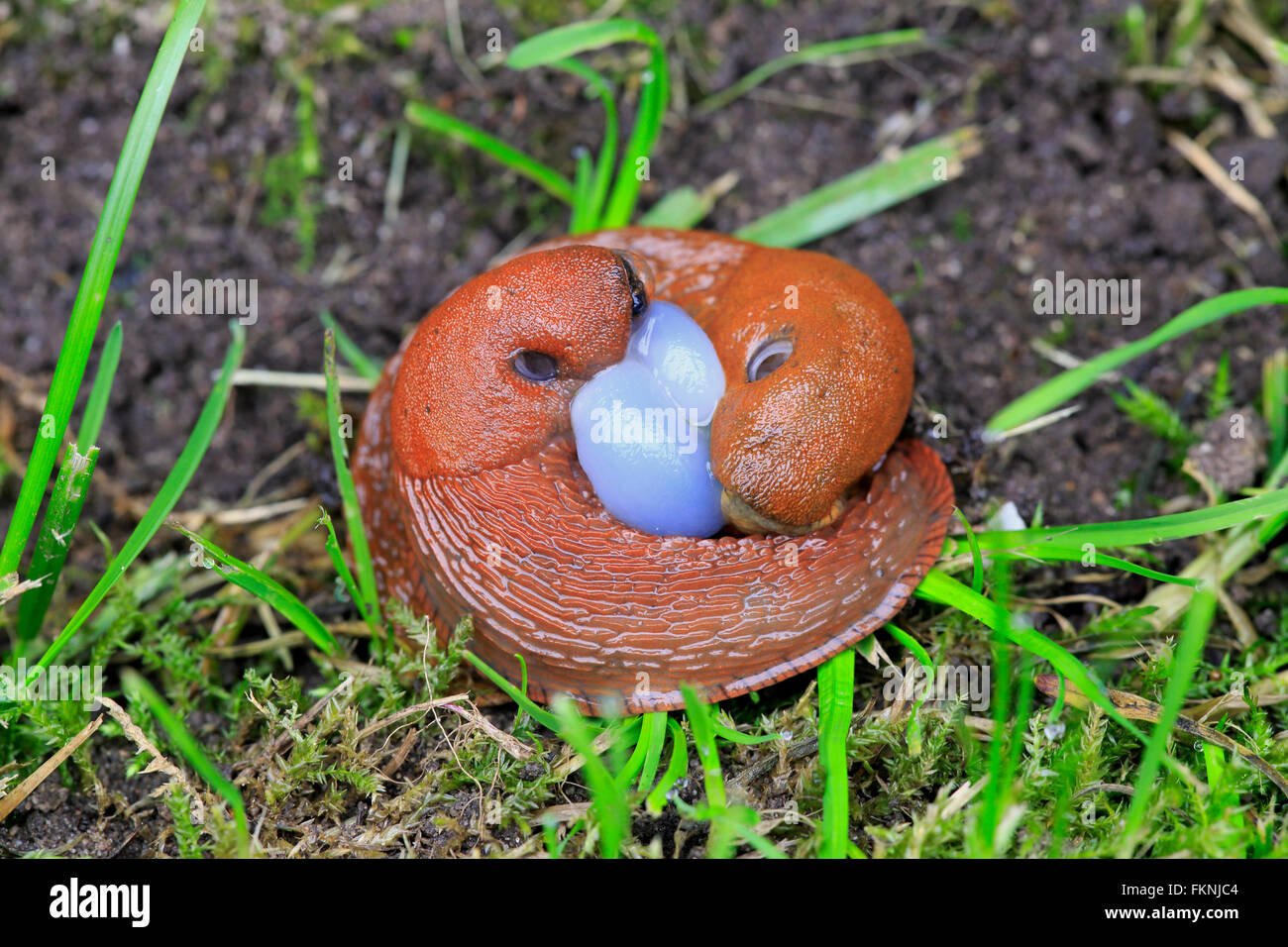 Spanish Slug, couple mating, Germany, Europe / (Arion vulgaris) Stock Photo