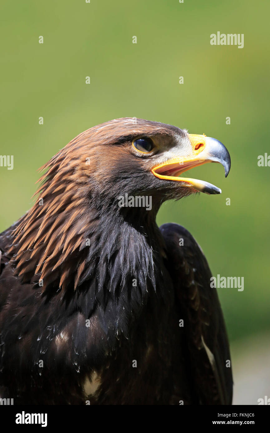 Golden Eagle, Germany, Europe / (Aquila chrysaetos Stock Photo Alamy