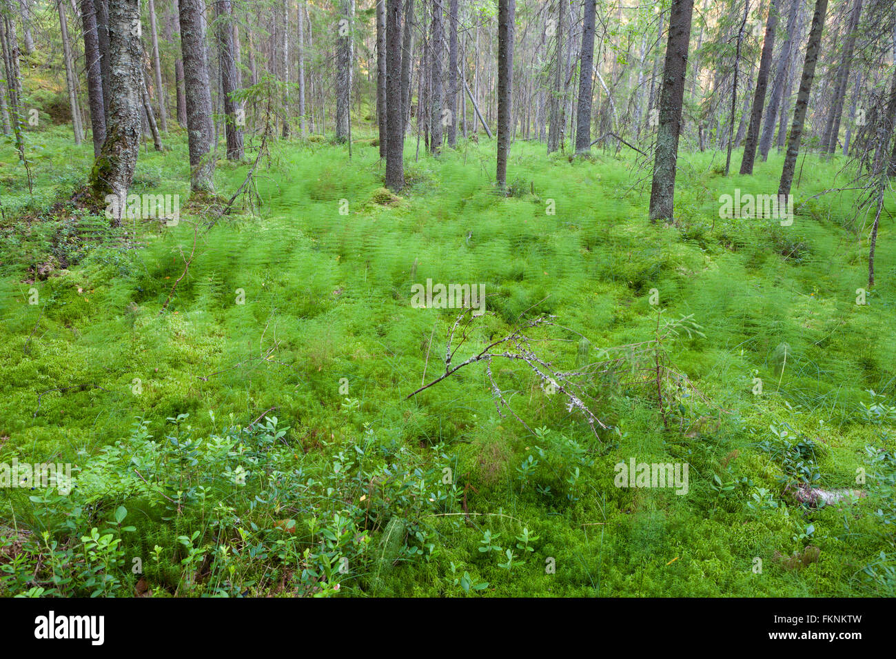 Forest in Finland at summer Stock Photo - Alamy