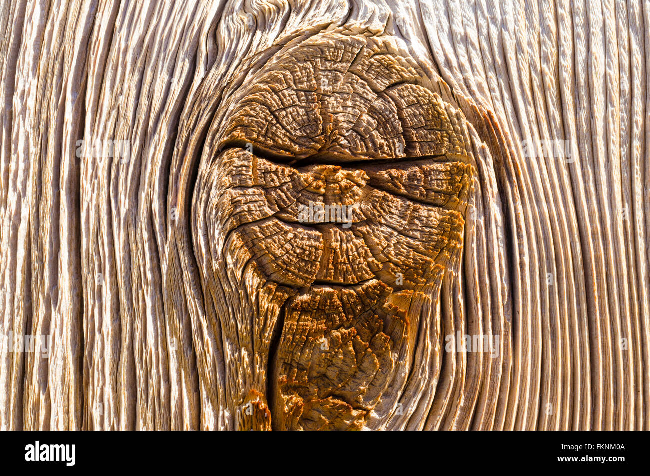 Aged wooden fence plank with knot, close up board show coarse rough wood grain. Stock Photo