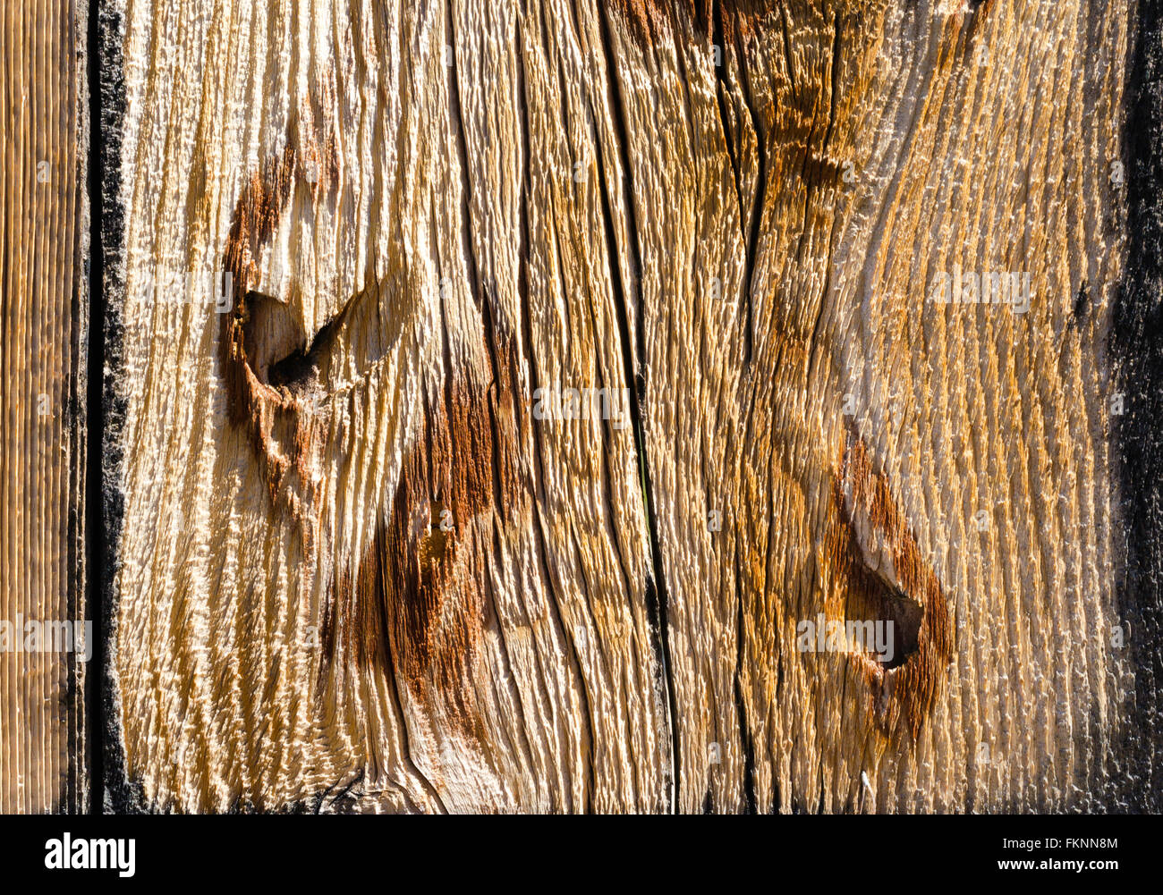 Close up of weathered old wood fence plank. Coarse wood grain visible