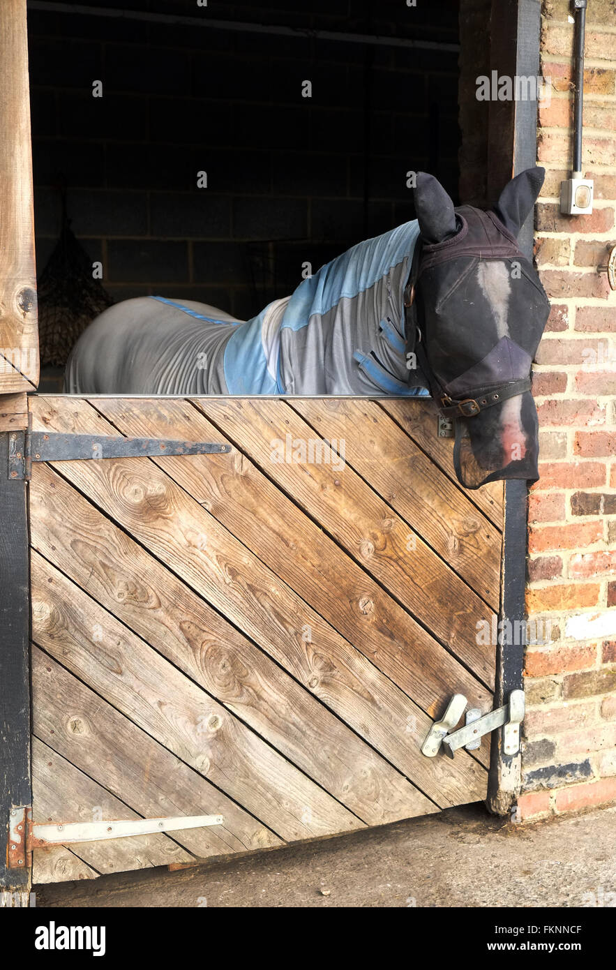 Horse with a face mask to prevent being bitten by flies to which he has