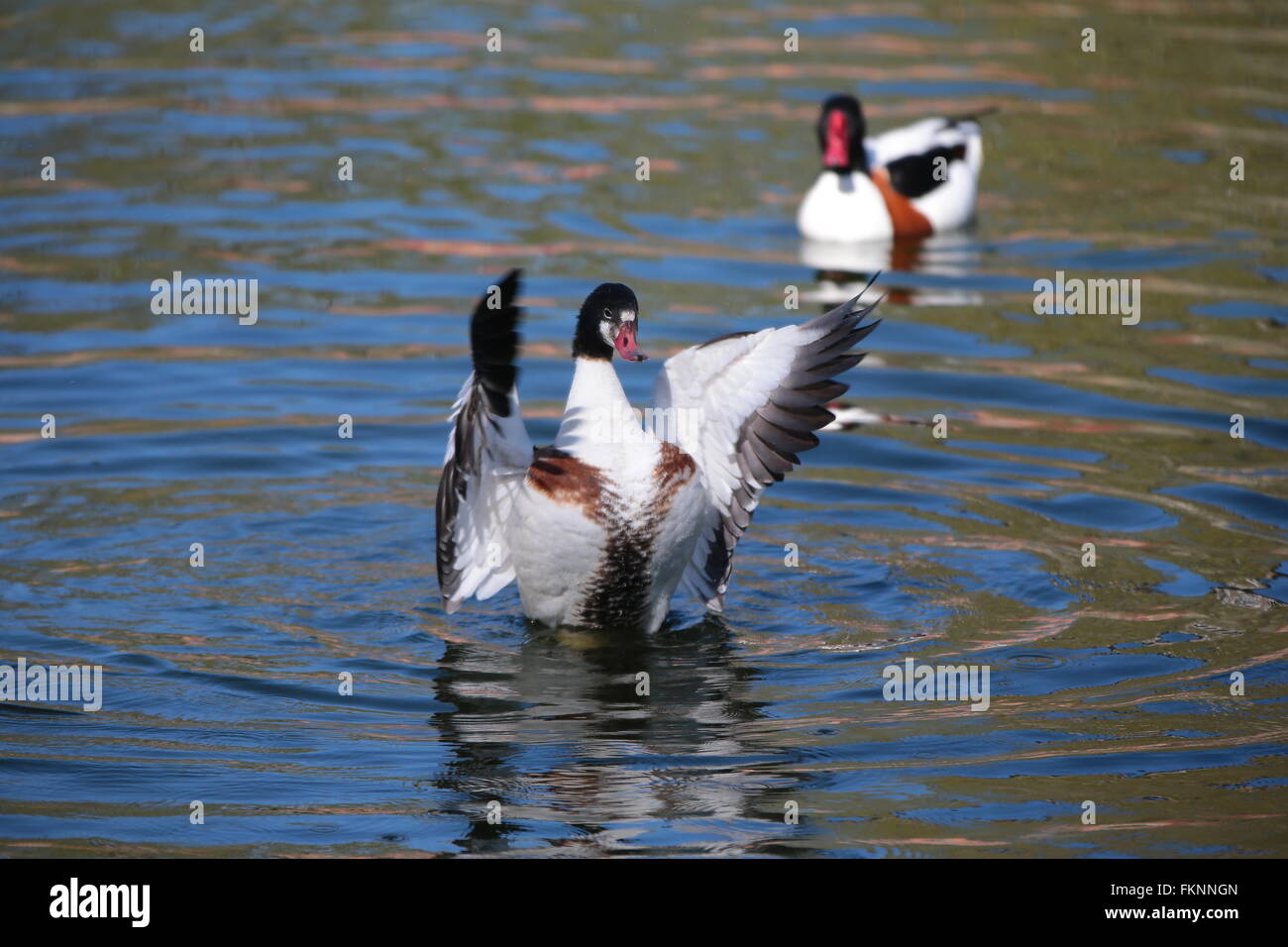 Wild goose flying (tadorna tadorna) Stock Photo