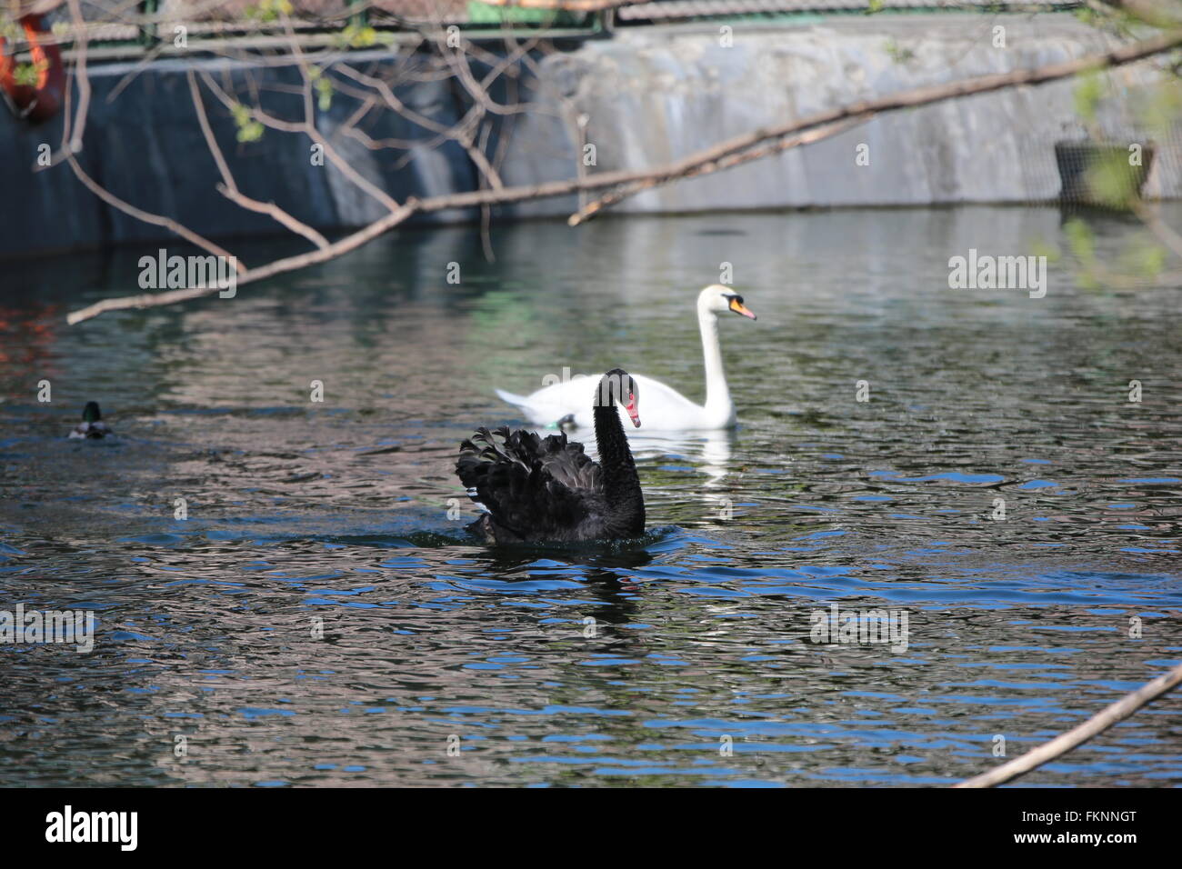 mute swan (Cygnus olor), attacks Stock Photo Alamy