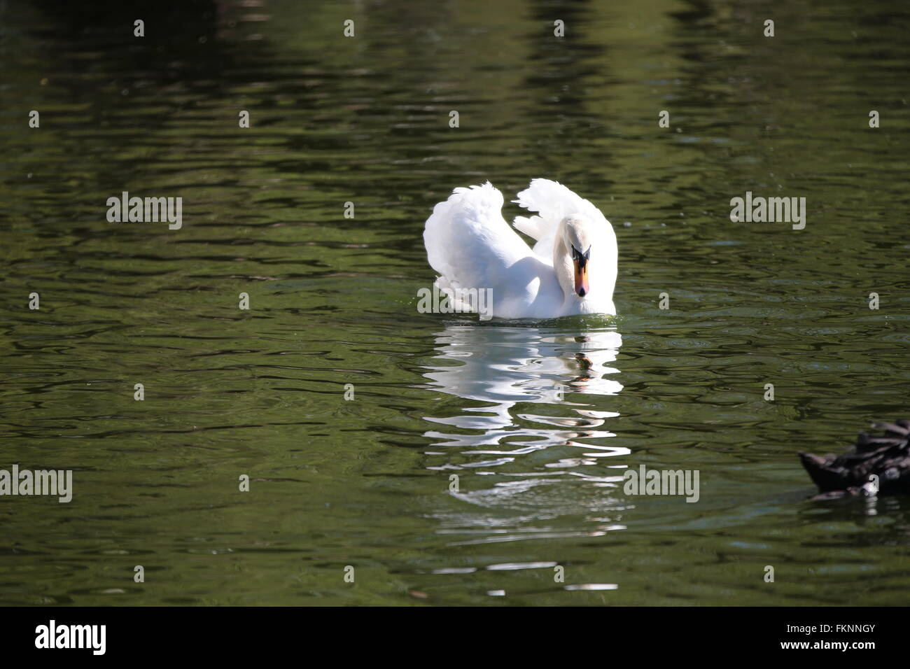 Mute swans attacking hires stock photography and images Alamy